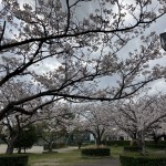 ⑥横須賀コミュニティ公園
